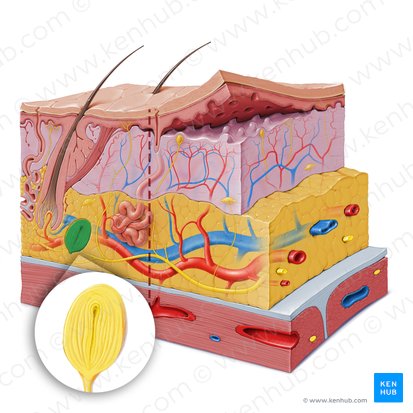 Lamellar (Pacinian) corpuscle (Corpusculum lamellosum); Image: Paul Kim