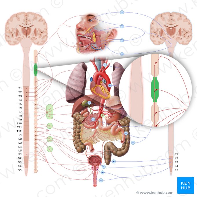 Middle cervical ganglion (Ganglion cervicale medium); Image: Paul Kim