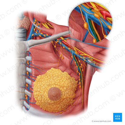 Lateral thoracic artery (Arteria thoracica lateralis); Image: Samantha Zimmerman
