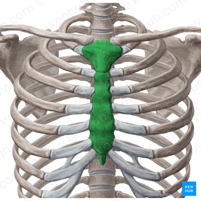 Sternum; Image: Yousun Koh