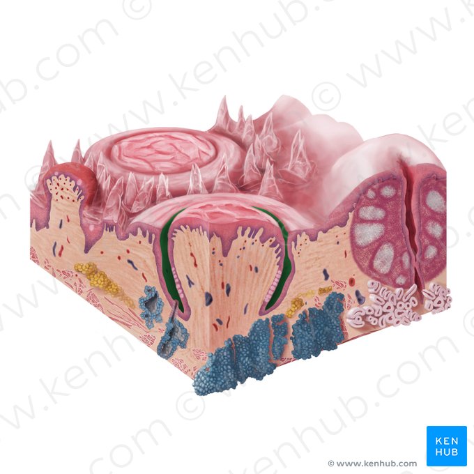 Sulcus papillae (Papillenfurche); Bild: Begoña Rodriguez