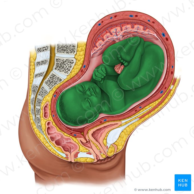Fetus; Image: Irina Münstermann