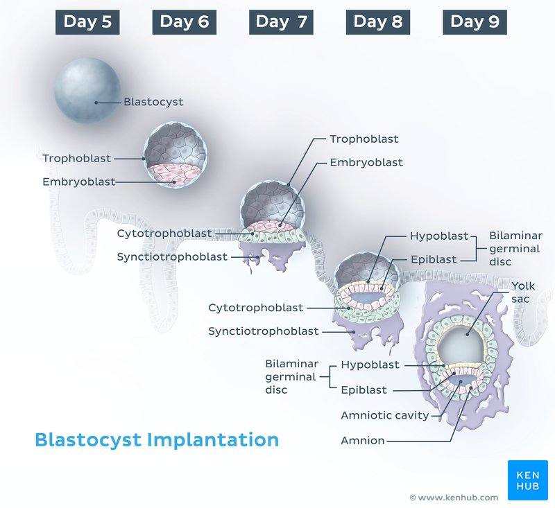 blastocyst implantation