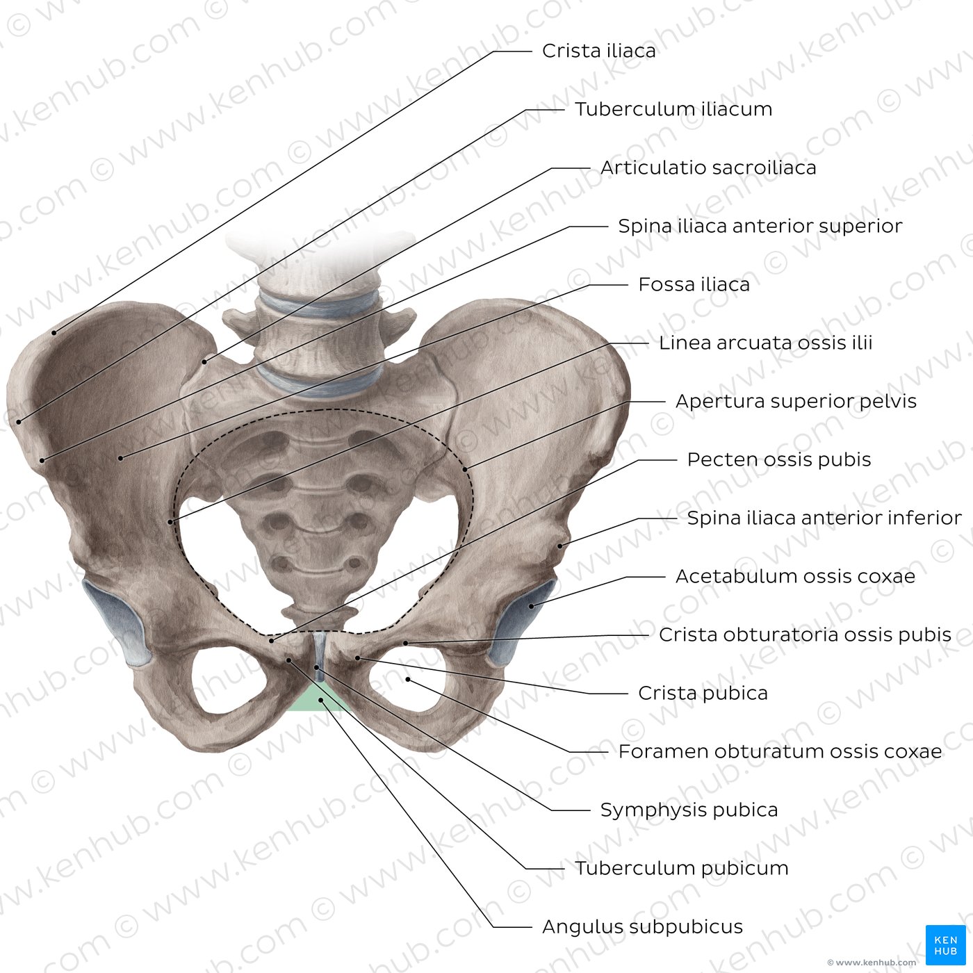 Pelvis
