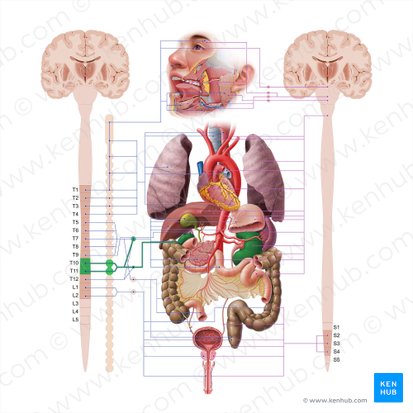 Lesser thoracic splanchnic nerve (Nervus splanchnicus thoracicus minor); Image: Paul Kim
