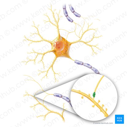 Sinapsis (Synapsis); Imagen: Paul Kim