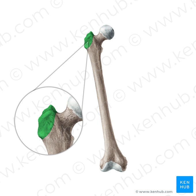 Greater trochanter of femur (Trochanter major ossis femoris); Image: Liene Znotina