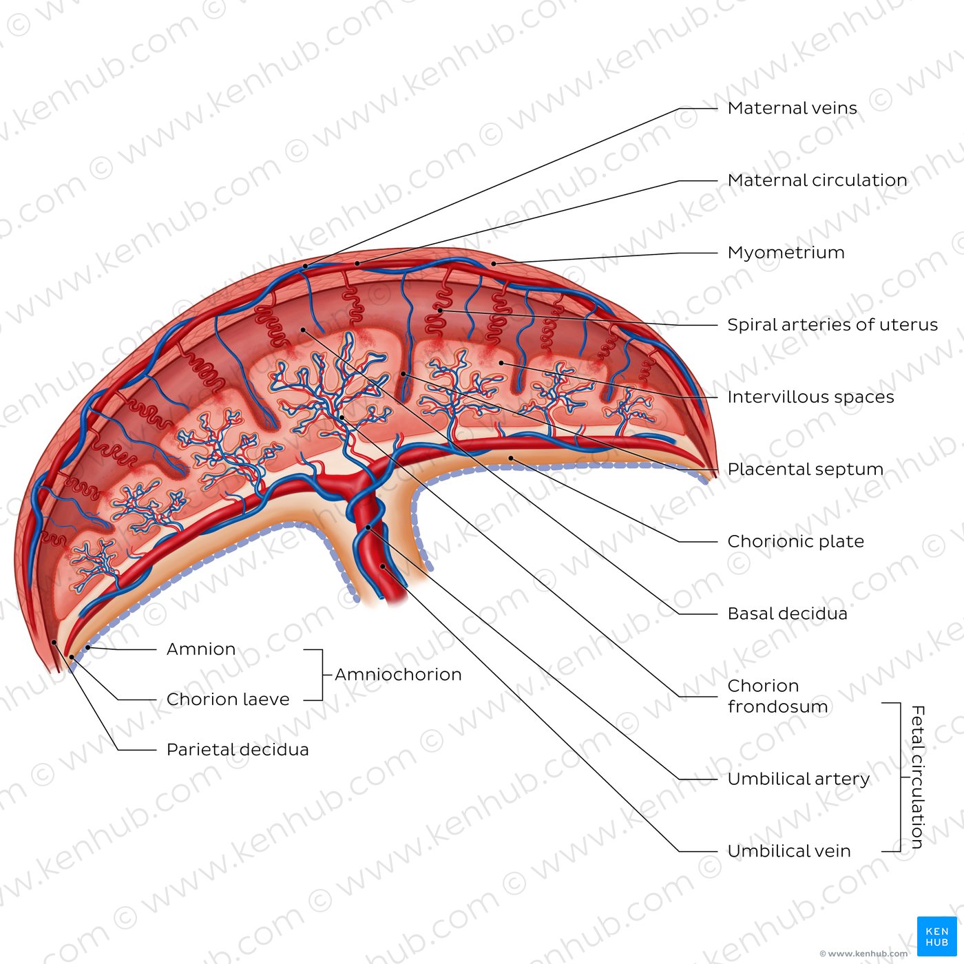 Placenta