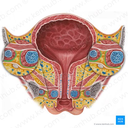 Deep perineal fascia (Fascia profunda perinei); Image: Irina Münstermann