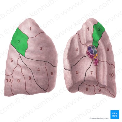 Posterior segment of right lung (Segmentum posterius pulmonis dextri); Image: Paul Kim