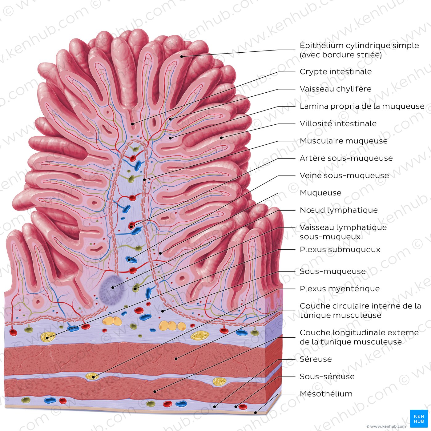 Structure histologique du jéjunum (schéma)