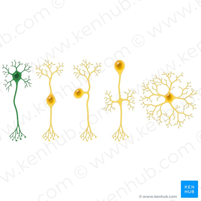 Multipolar neuron (Neuron multipolare); Image: Paul Kim