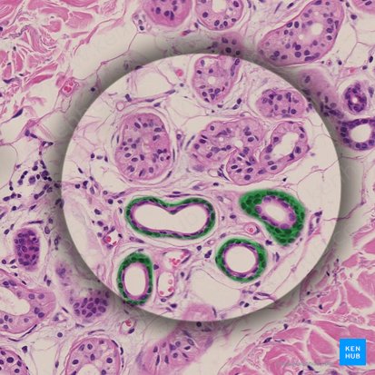 Couche de cellules basales du conduit (Epitheliocyti basales); Image : 
