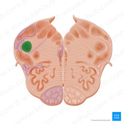Nucleus spinalis nervi trigemini (Spinalkern des Drillingsnervs); Bild: Paul Kim
