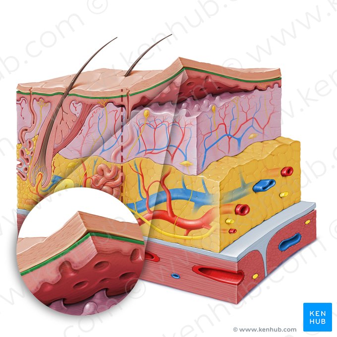 Camada granulosa da epiderme (Stratum granulosum epidermis); Imagem: Paul Kim