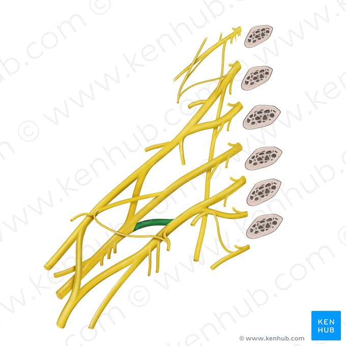Posterior division of inferior trunk of brachial plexus (Divisio posterior trunci inferior plexus brachialis); Image: Begoña Rodriguez