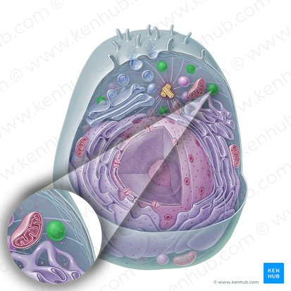 Lysosome (Lysosoma); Image: Paul Kim