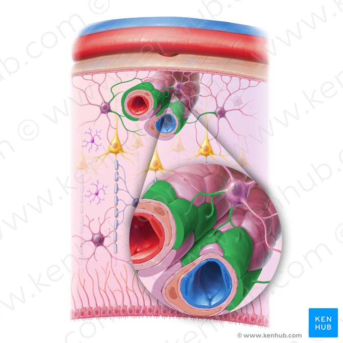 Proceso vascular del astrocito (Processus vascularis astrocyti); Imagen: Paul Kim