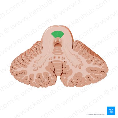Decussation of superior cerebellar peduncle (Decussatio pedunculorum cerebellarium superiorum); Image: Paul Kim