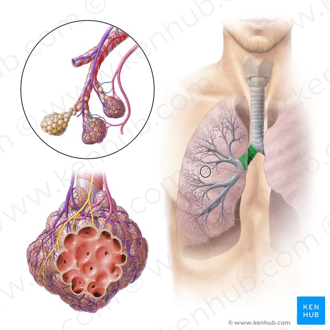Right main bronchus (Bronchus principalis dexter); Image: Paul Kim