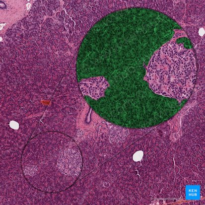 Componente exocrino del páncreas (Pars exocrina pancreatis); Imagen: 