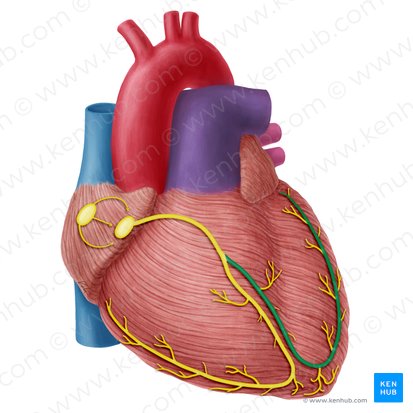 Left branch of atrioventricular bundle (Crus sinistrum fasciculi atrioventricularis); Image: Yousun Koh