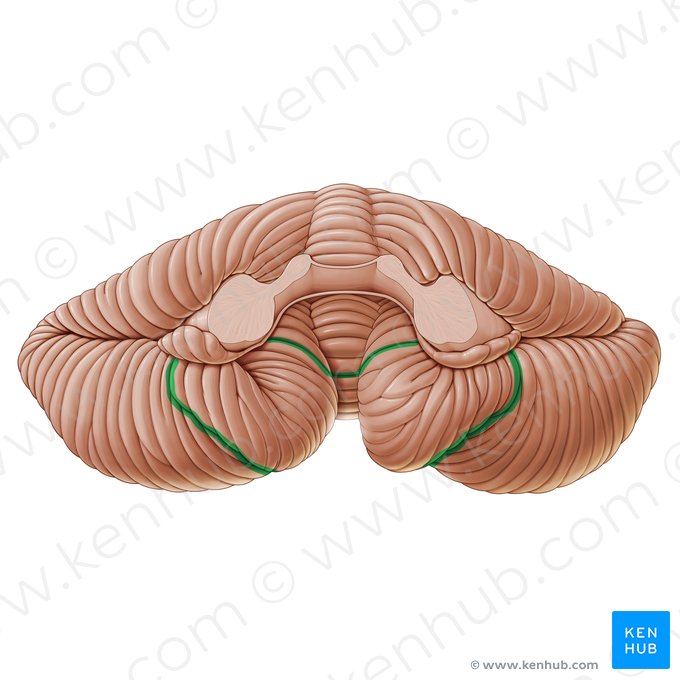 Retrotonsillar fissure of cerebellum (Fissura retrotonsillaris cerebelli); Image: Paul Kim