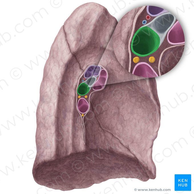 Bronchus lobaris inferior sinister (Linker unterer Lappenbronchus); Bild: Yousun Koh