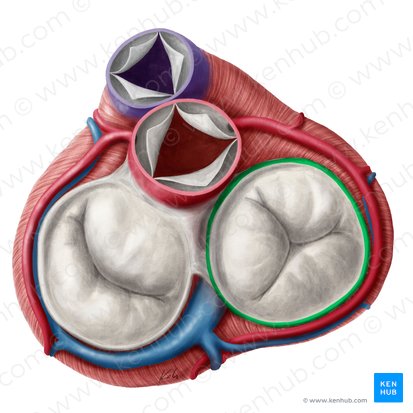 Anillo fibroso de la valva atrioventricular derecha (Anulus fibrosus valvae atrioventricularis dextrae); Imagen: Yousun Koh