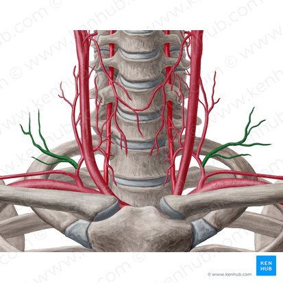 Arteria transversa colli (Querverlaufende Halsarterie); Bild: Yousun Koh