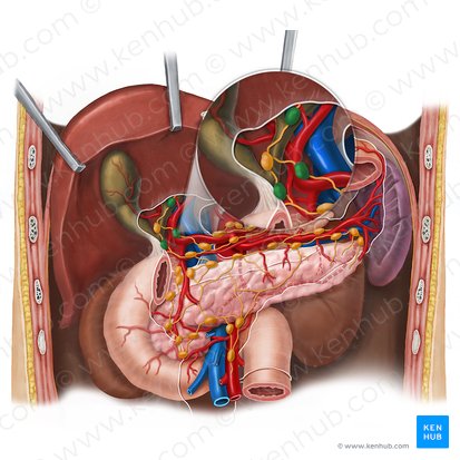 Hepatic lymph nodes (Nodi lymphoidei hepatici); Image: Esther Gollan