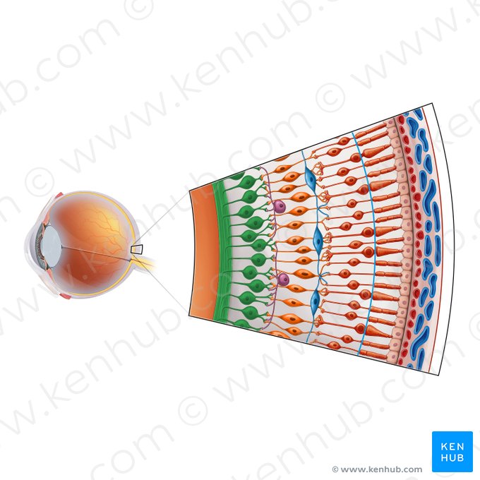 Retinal ganglion cell (Neuron ganglionare multipolare retinae); Image: Irina Münstermann