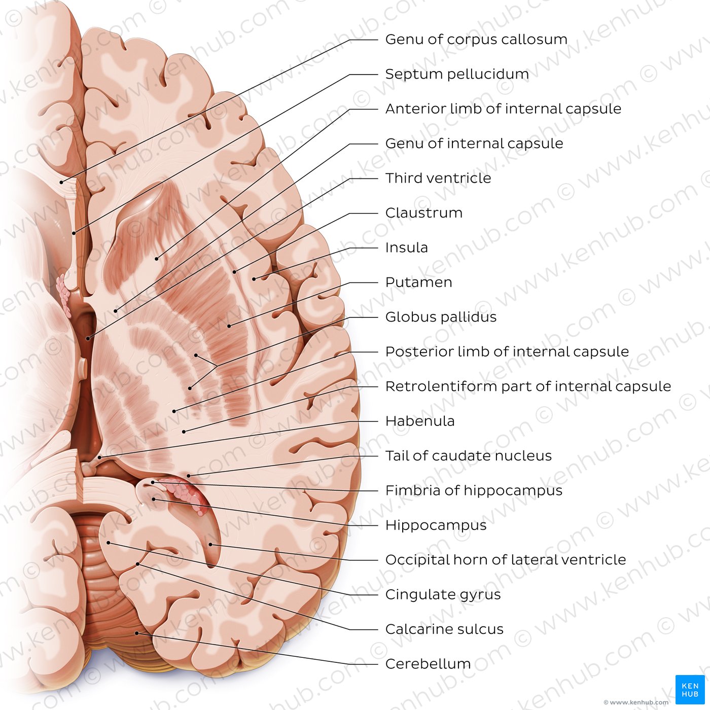 Horizontal section of the brain: Section B