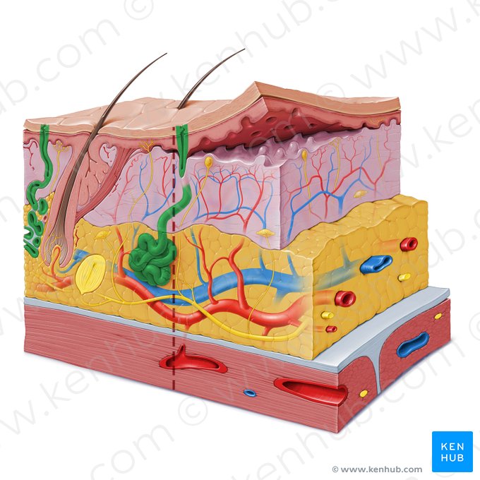 Sweat gland (Glandula sudorifera); Image: Paul Kim
