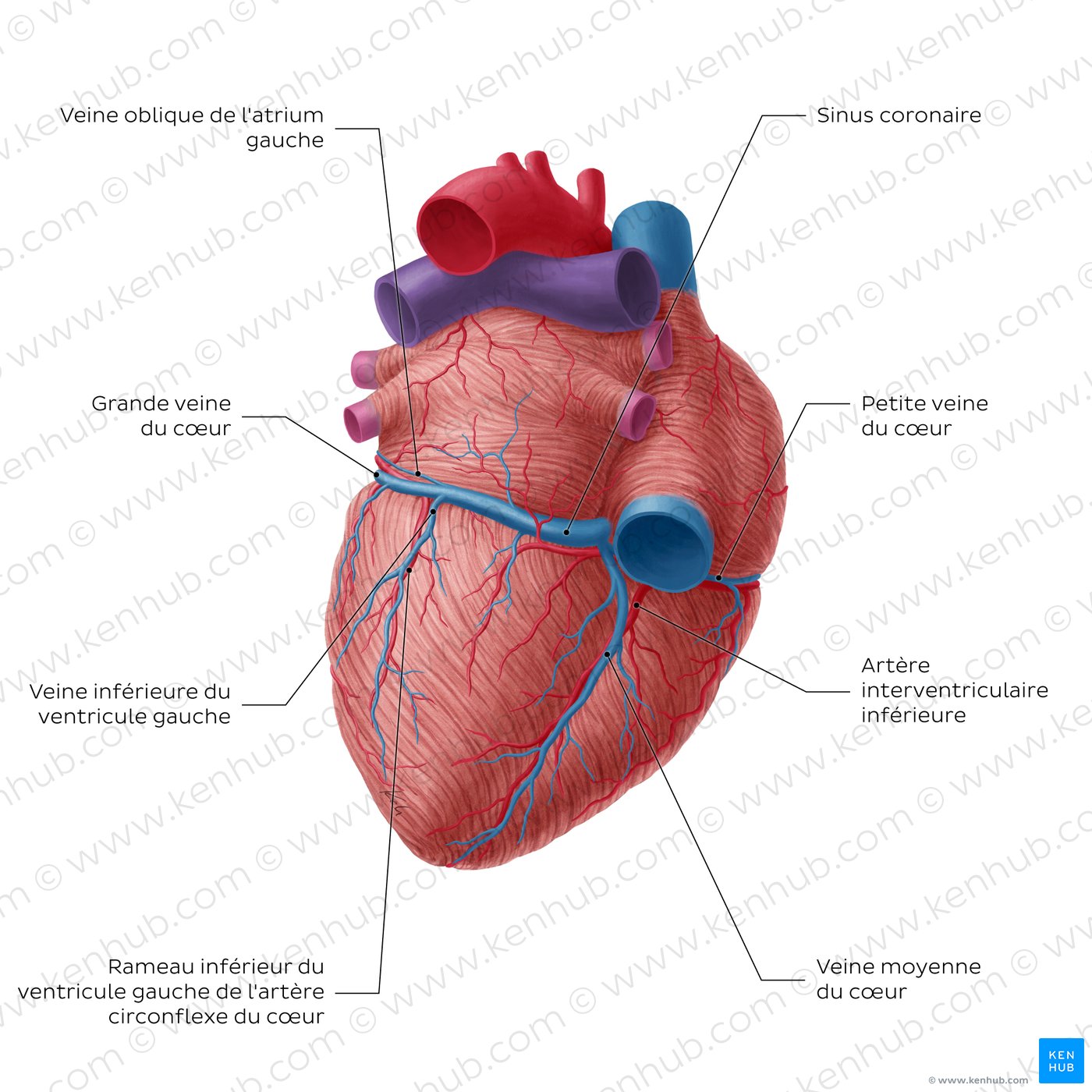 Coronary circulation posterior view (diagram)
