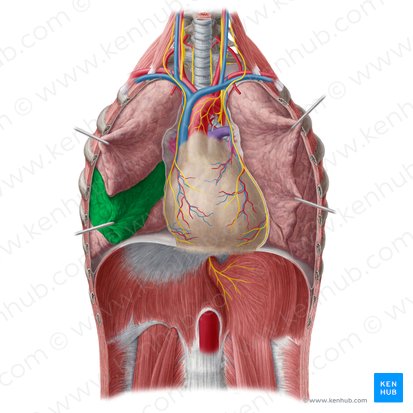 Middle lobe of right lung (Lobus medius pulmonis dextri); Image: Yousun Koh