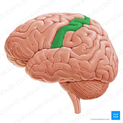 Postcentral gyrus (Gyrus postcentralis); Image: Paul Kim