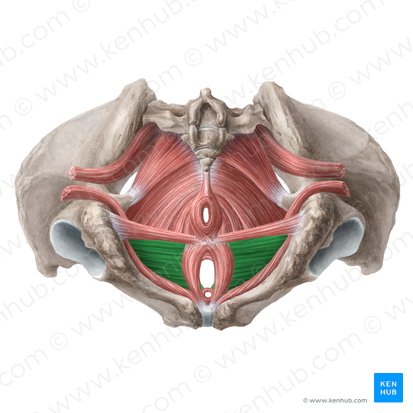 Deep transverse perineal muscle (female) (Musculus transversus profundus perinei (femininus)); Image: Liene Znotina