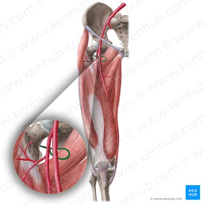 Medial circumflex femoral artery (Arteria circumflexa medialis femoris); Image: Liene Znotina