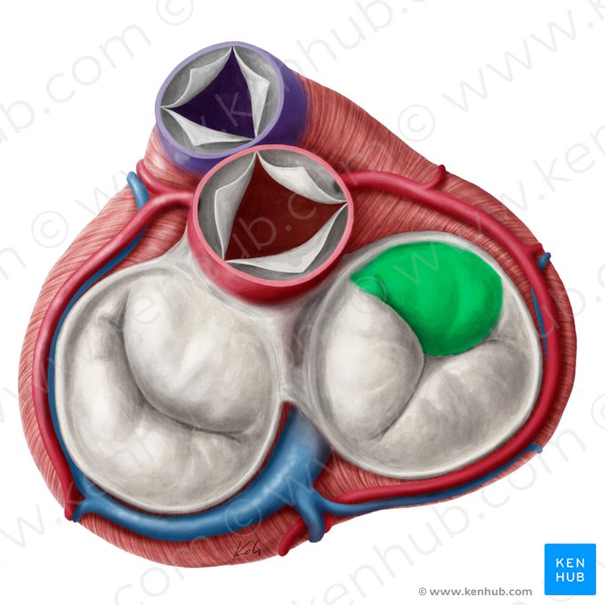 Superior leaflet of right atrioventricular valve (Cuspis superior valvae atrioventricularis dextrae); Image: Yousun Koh
