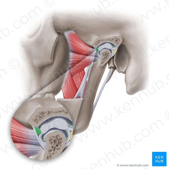 Attache temporale antérieure du disque articulaire de l'articulation temporomandibulaire (Insertio temporalis anterior discus articularis temporomandibularis); Image : Paul Kim