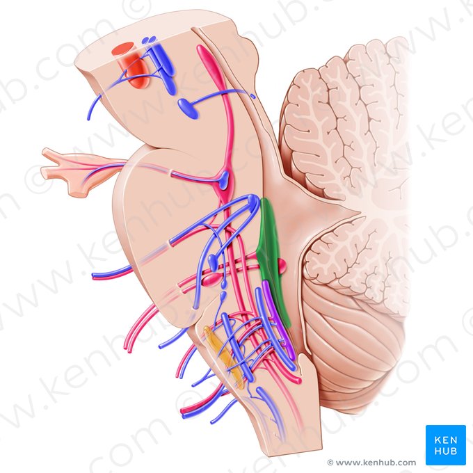 Vestibular nuclei (Nuclei vestibulares); Image: Paul Kim