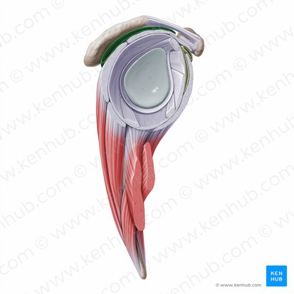 Bursa subdeltoidea & Bursa subacromialis (Subdeltoidaler und subakromialer Schleimbeutel); Bild: Paul Kim