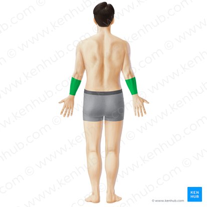 Posterior region of forearm (Regio posterior antebrachii); Image: Paul Kim