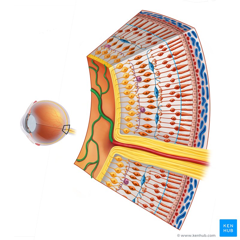Retinal branches of the central retinal artery