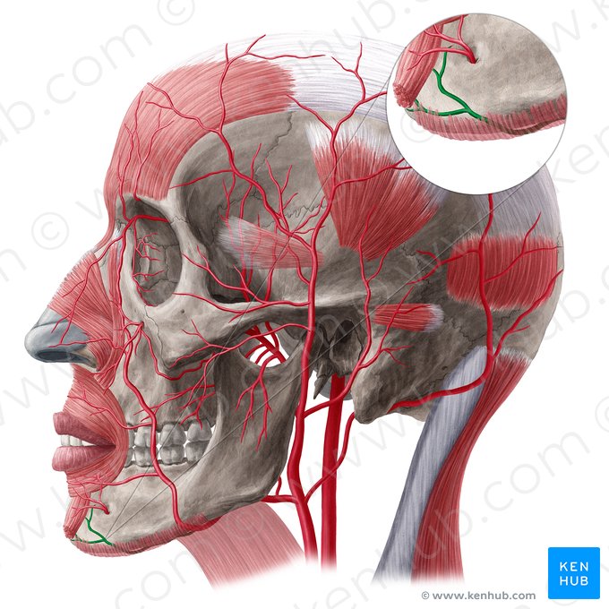 Submental artery (Arteria submentalis); Image: Yousun Koh