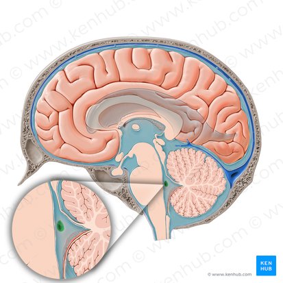 Lateral aperture of fourth ventricle (Apertura lateralis ventriculi quarti); Image: Paul Kim