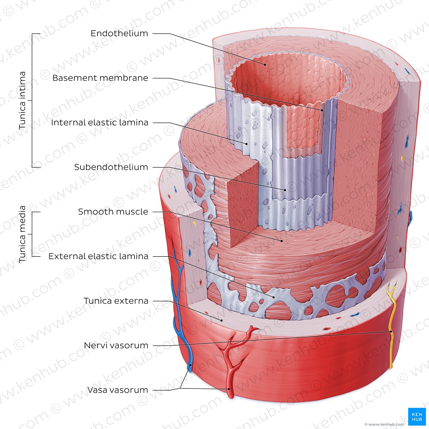 Structure of blood vessels: Artery