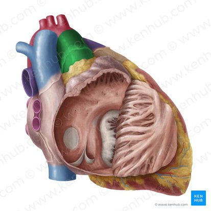 Ascending aorta (Aorta ascendens); Image: Yousun Koh