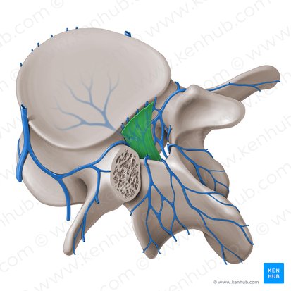 Posterior longitudinal ligament (Ligamentum longitudinale posterius); Image: Paul Kim